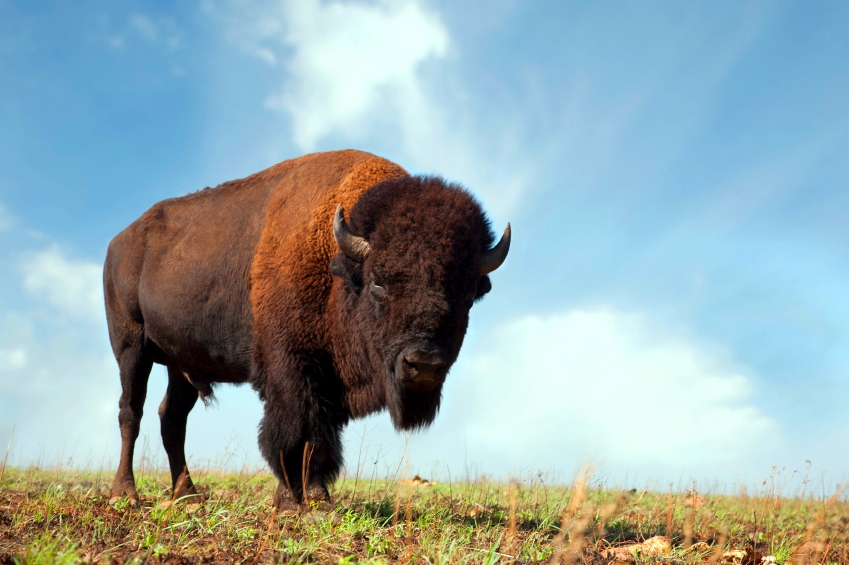 free oklahoma bison Find in sex