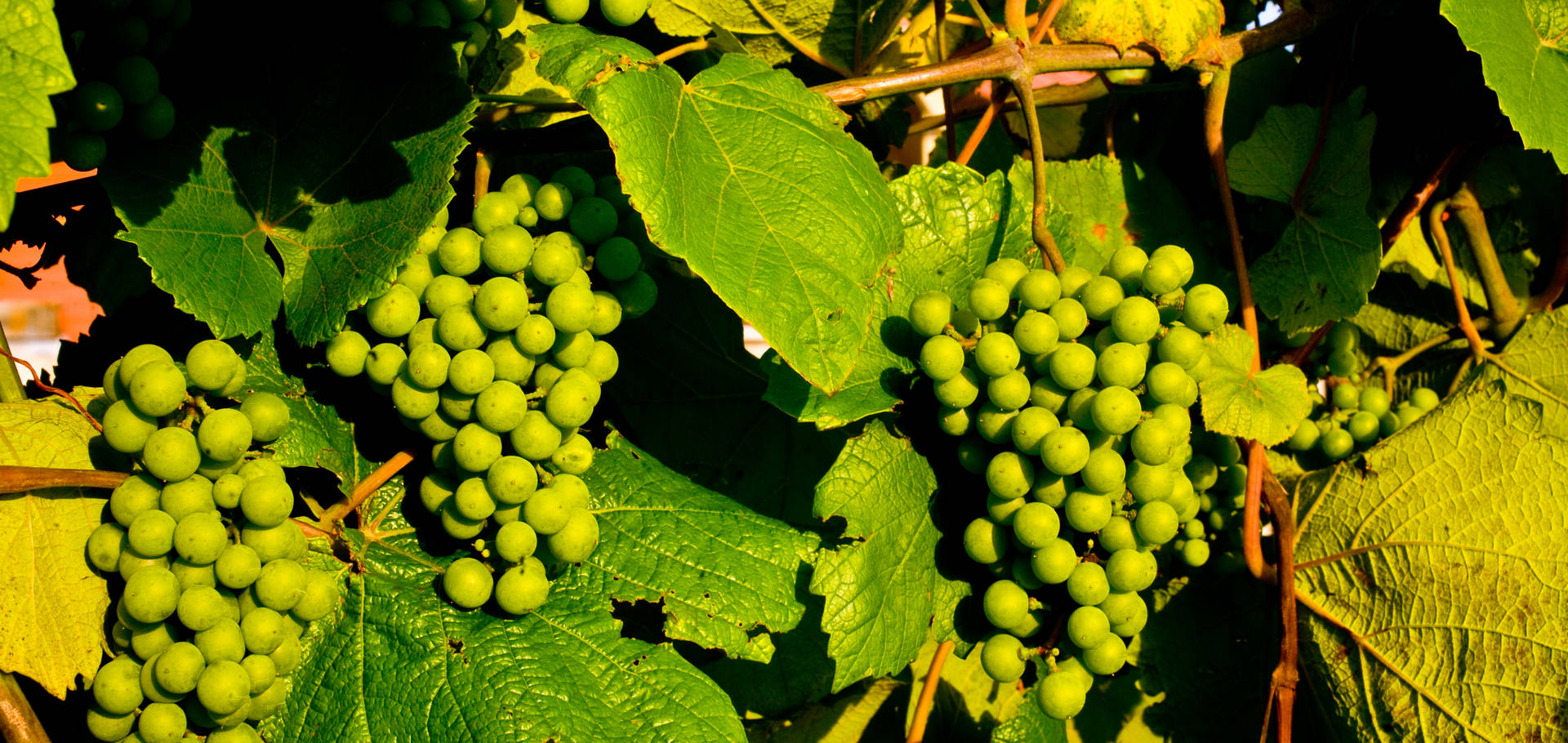 Oklahoma Wineries Oklahoma's Official Travel & Tourism