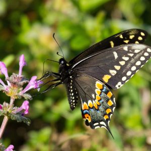 A Black Swallowtail butterfly on spring wildflowers in Norman near Lake Thunderbird.