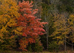 In this episode, the RoadTripOK team grabs slices and local brews at Grateful Head Pizza Oven & Tap Room to fuel up for trail riding through the trees at beautiful Beavers Bend State Park before gathering around the fire at the Charred Pine Luxury Cabin in Hochatown.