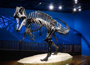 The RoadTripOK team checks out some colossal, charismatic creatures at the Museum of the Red River and Endangered Ark Foundation in this episode with a lunch stop at El Pueblito Mexican Restaurant in Hugo.