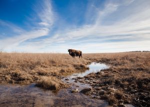 Roam the Osage from the comfort of a Mercedez bus tour,  explore downtown Pawhuska and discover the beauty of Osage culture and heritage with the RoadTripOK team in this episode.