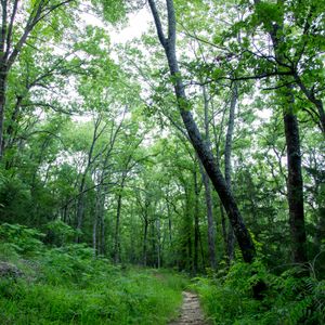 Visit Greenleaf State Park to wander hiking trail throughout the lush greenery found in the hills of Eastern Oklahoma.