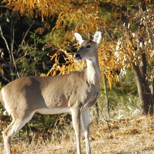City of Davis - Oklahoma's Official Travel & Tourism Site