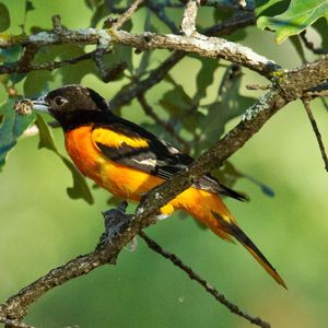 Baltimore Oriole near the shoreline of Lake Thunderbird in Norman.