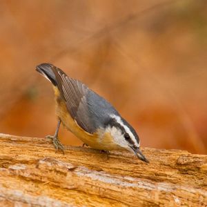 A Red-breasted Nuthatch forages near Lake Thunderbird in Norman.