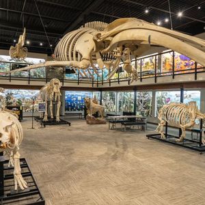 Skeletons: Museum of Osteology | TravelOK.com - Oklahoma's Official ...