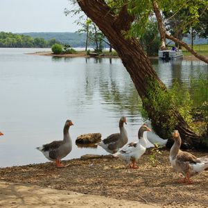 The resident geese within Snowdale Area at Grand Lake State Park leave the lake for dry land.