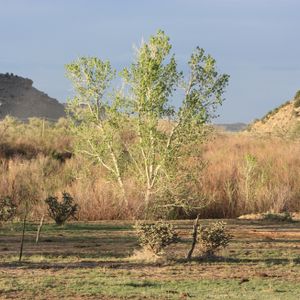 A tree thrives in the arid landscape of Black Mesa State Park. Photo by Deby Snodgrass.