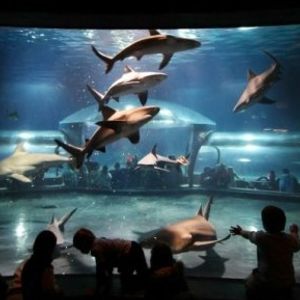 Oklahoma Aquarium | TravelOK.com - Oklahoma's Official Travel & Tourism ...