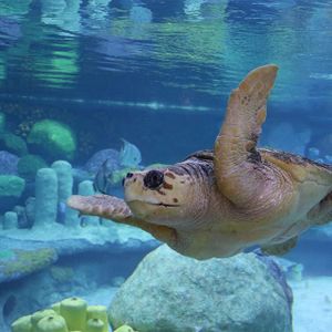 Oklahoma Aquarium | TravelOK.com - Oklahoma's Official Travel & Tourism ...