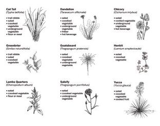 Forager's Guide to Edible Native Plants