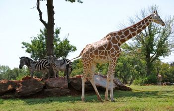 Gather up your crew for a full day of family fun at the Oklahoma City Zoo, one of Kellie Coffey's favorite places to take her children. 
