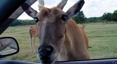 Drive-Through Attractions in Oklahoma