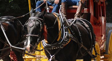 Mamas, Don&rsquo;t Let Your Babies Grow Up to be Cowboys
