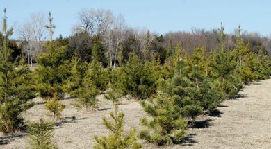 D & L Christmas Tree Farm