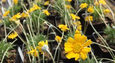 Sunshine Farm & Nursery