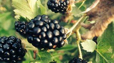 Buffalo Creek Berry Farm