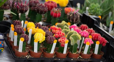 Cactus & Succulent Show & Sale