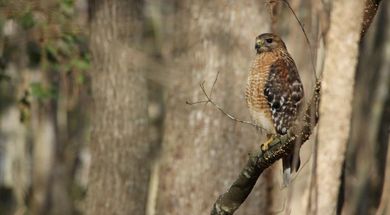 Deep Fork National Wildlife Refuge