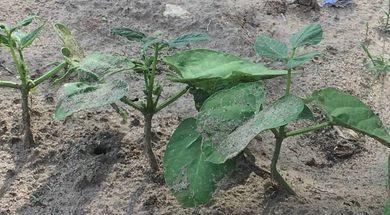 Laverne Farmer's & Merchant's Market