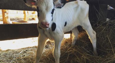 Swan Brothers Dairy Farm