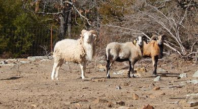Rockytop Ranch
