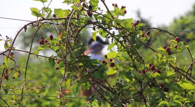 Agape House Berry Farm