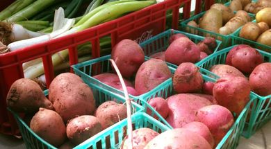 CommonWealth Urban Farms