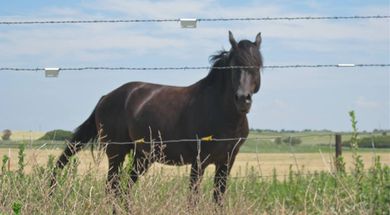 Anichini-Moore Ranch & Farm