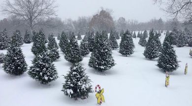 Wilkinson Christmas Tree Forest