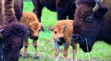 Woolaroc Museum & Wildlife Preserve