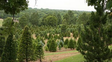 Sorghum Mill Christmas Tree & Blackberry Farm