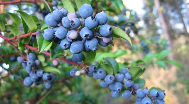 Huckleberry Festival