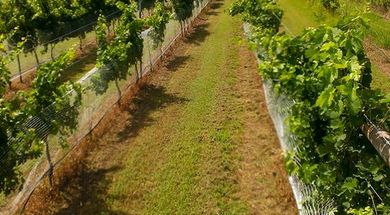 Coeur du Vin Vineyard & Polo Field