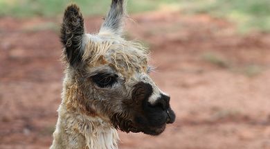TimberLake Alpaca Farm