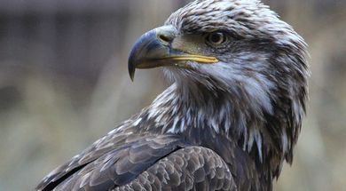 Citizen Potawatomi Nation Eagle Aviary