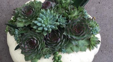 Ted & Debbie's Flower & Garden