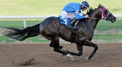 Fair Meadows at Expo Square