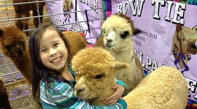 A-OK Alpaca Blast-Off & Rose Rock Alpaca Shows