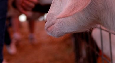 Caddo County Free Fair