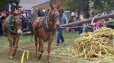 Sorghum Festival