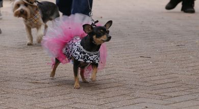 Bark in the Park