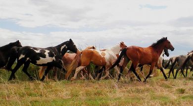 Oklahoma Heritage Horse Sanctuary