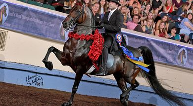 Grand National & World Championship Morgan Horse Show
