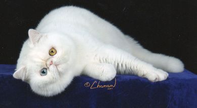 Oklahoma City Cat Club Cat Show