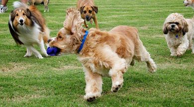 Joe Station Dog Park