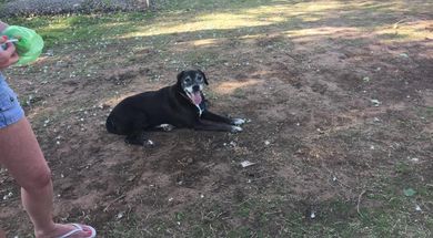 Mustang Dog Park
