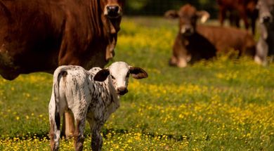 Rebel Hill Guest Ranch