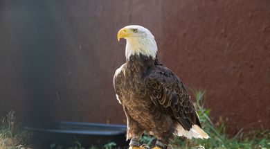 Sia: The Comanche Eagle & Raptor Center